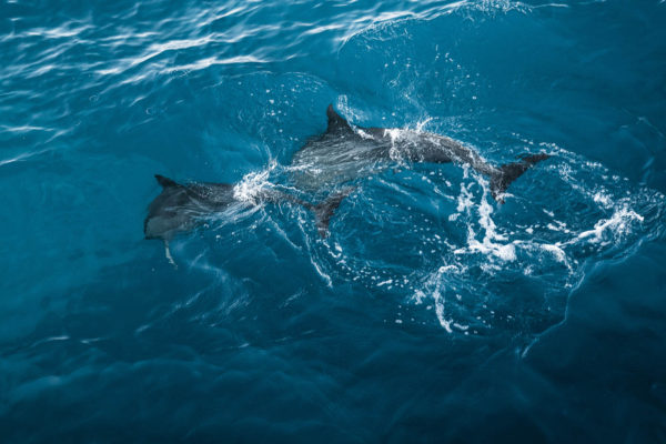 Spinner Dolphins (naiʻa)
