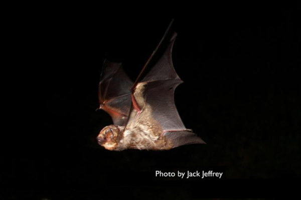 Hawaiian Hoary Bat (ʻōpeʻapeʻa)