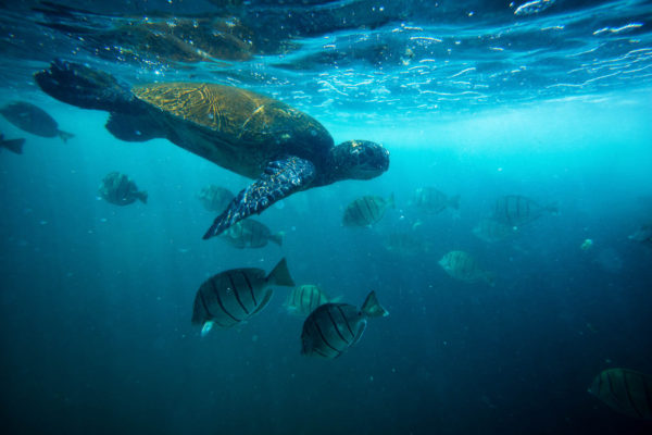 Turtles - Hawaiian Green Sea Turtles (honu), Hawksbill (ʻea)
