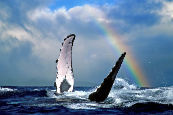 Humpback Whale (koholā)